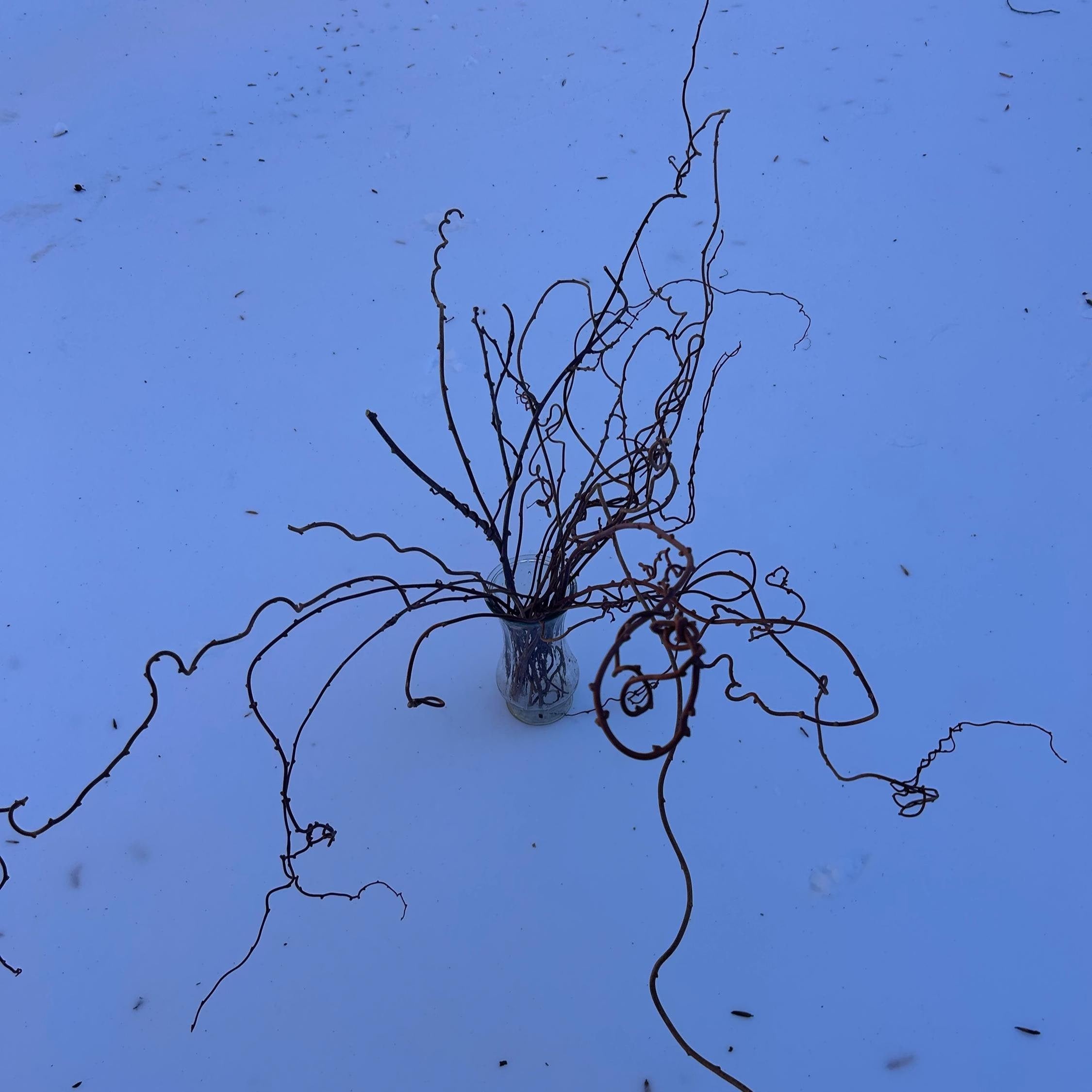 Dried Real Kiwi Branches Decor - Weddings, Events, Home Decor, 10 Stems per Bunch — plant detail