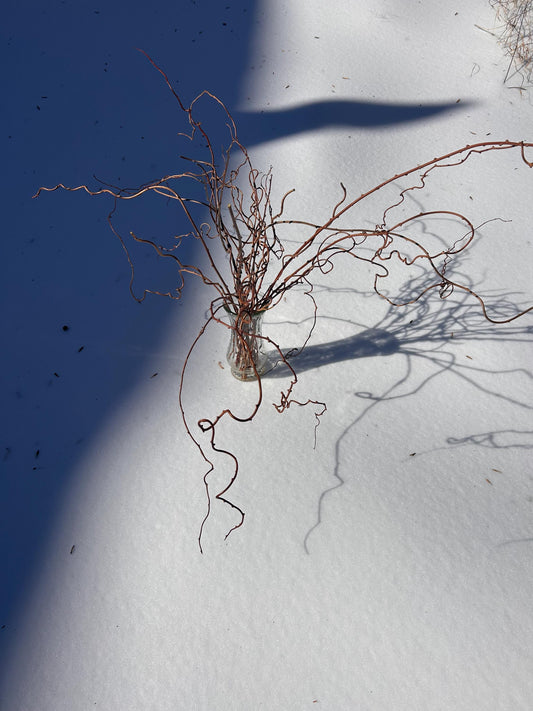 Dried Decorative Kiwi Branches