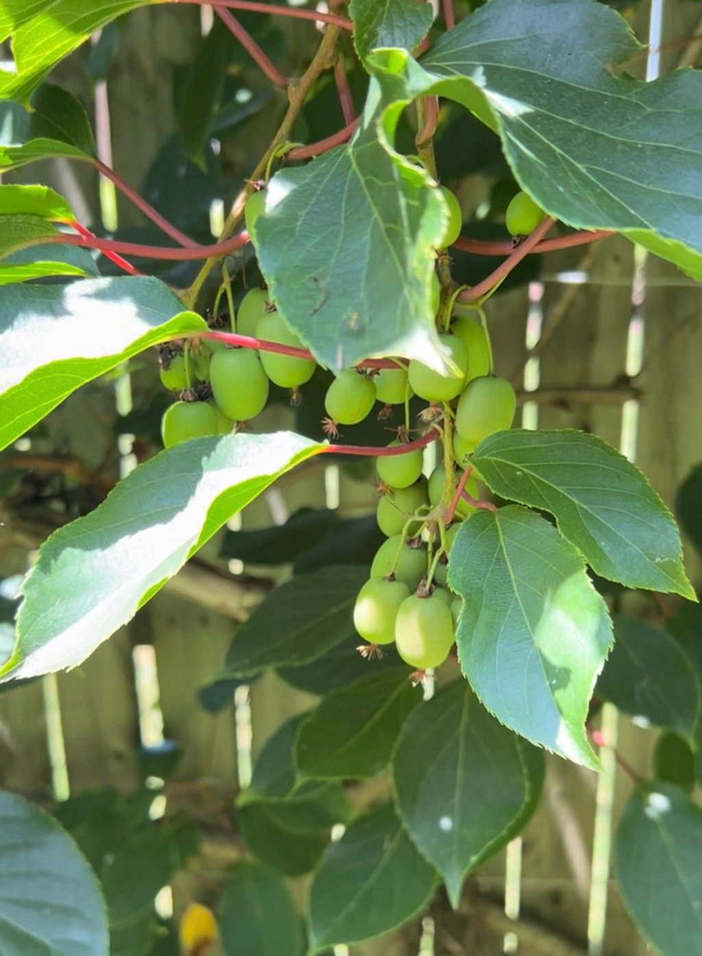Hardy Kiwi