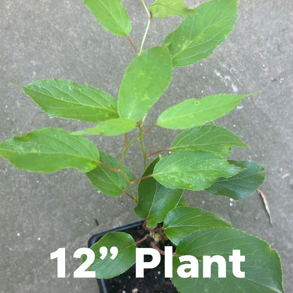 Hardy Kiwi Plants - Actinidia Arguta (Anna Female & Meader Male)
