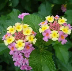 Mozelle Hardy Lantana Live Plant – Pink Blooms, Butterfly Magnet, Hardy to Zone 7b, Zones 7–11 — plant detail