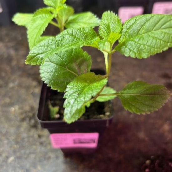 Mozelle Lantana Plants