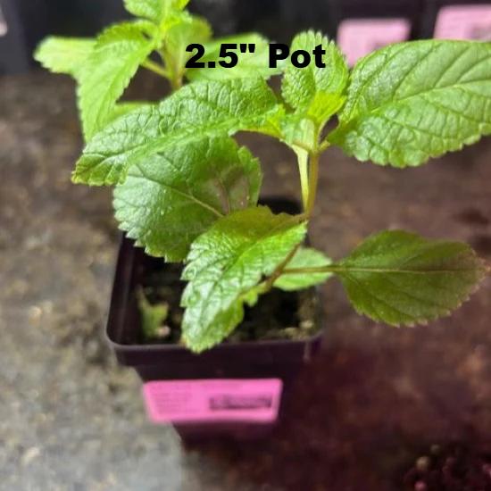 Lantana Hardy young seedling