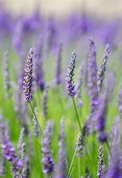 lavender