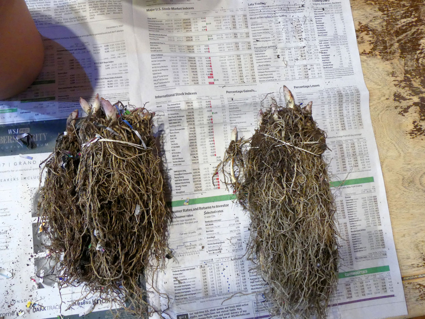 Lily of the Valley Pips