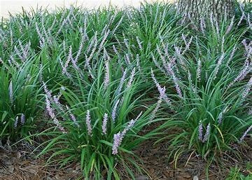 Big Blue Liriope Live Plant Bare-Root