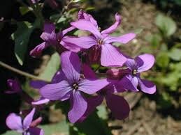 Money Plant Seeds (Lunaria annua / Honesty) – 25 Seeds, Dried Flower, Self-Seeding Biennial, Zones 5–9