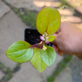 Red Malabar Spinach Plants, Annual Vegetable, Full Sun — plant detail