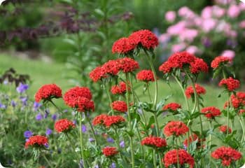 Maltese Cross Flower in Full Bloom 