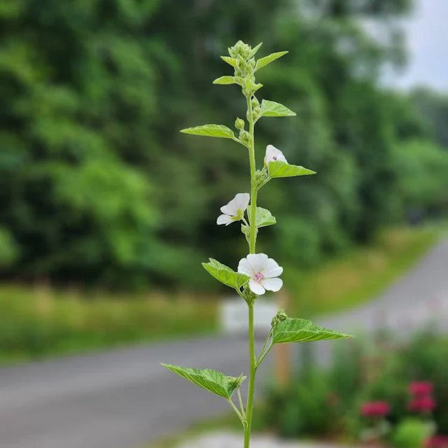 Marshmallow Plant (Althaea Officinalis): Pollinator-Friendly Perennial