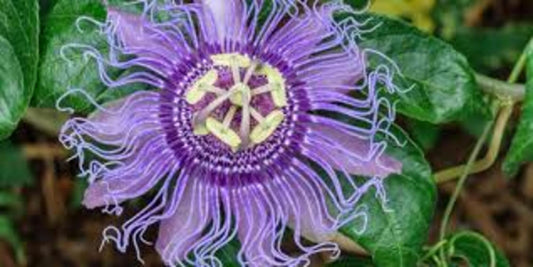 Maypop Passionflower/Passion Fruit Seeds (15 Seeds)
