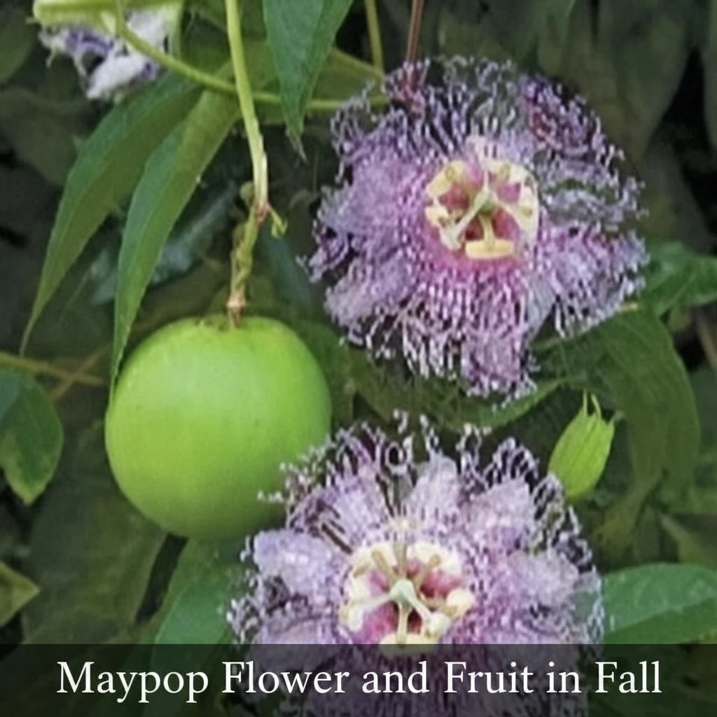 Maypop Passionflower (Passiflora incarnata) Live Plant – Native Vine, Edible Fruit, Zones 6–9, Hardy Passion Fruit