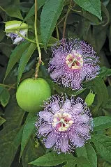 Maypop Passionflower/Passion Fruit Seeds (15 Seeds)