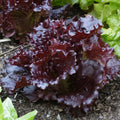 Merlot Lettuce Live Plants – Deep Red, Heat-Tolerant, Gourmet Salad Green