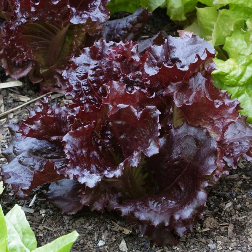 Merlot Lettuce Live Plants – Deep Red, Heat-Tolerant, Gourmet Salad Green