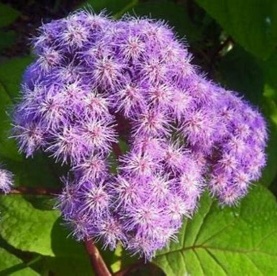 Blue Mist Flower (Conoclinium coelestinum) Live Plants – Native Perennial, Pollinator Magnet, Zones 6–11