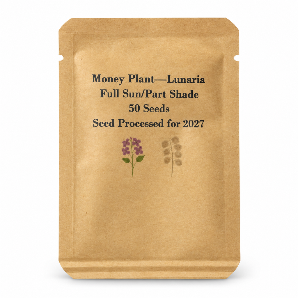 Money Plant (Lunaria annua) 50-seed packet front