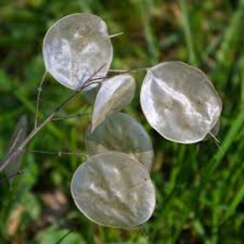 Money Plant Seed Head