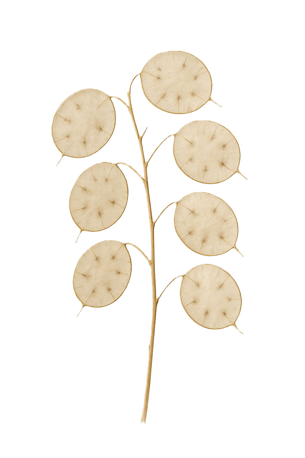 Money Plant Seed Head Drawing
