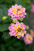 Mozelle Hardy Lantana Live Plant – Pink Blooms, Butterfly Magnet, Hardy to Zone 7b, Zones 7–11
