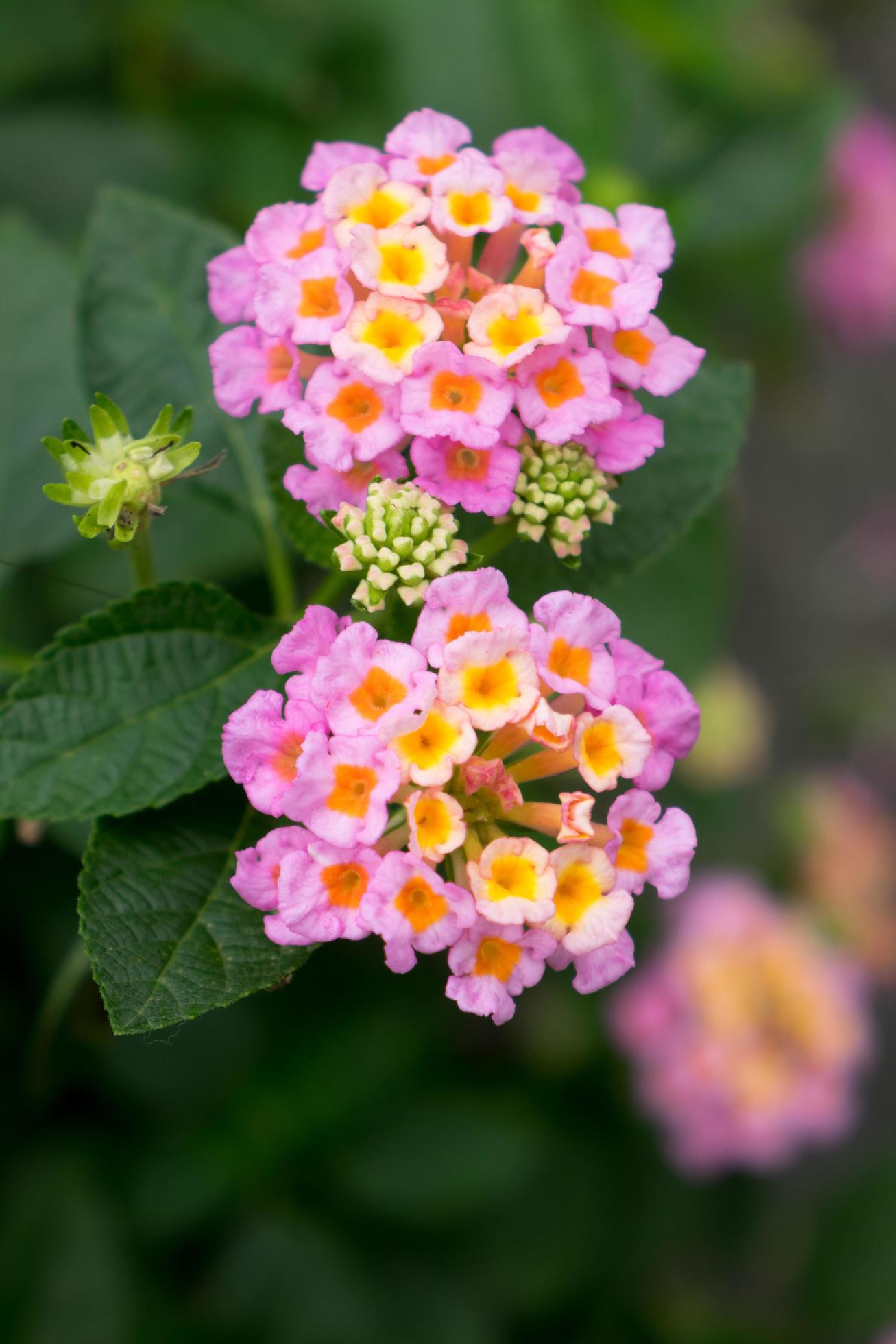 Mozelle Lantana Live Plant
