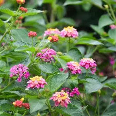 Mozelle Hardy Lantana Live Plant – Pink Blooms, Butterfly Magnet, Hardy to Zone 7b, Zones 7–11 — plant detail