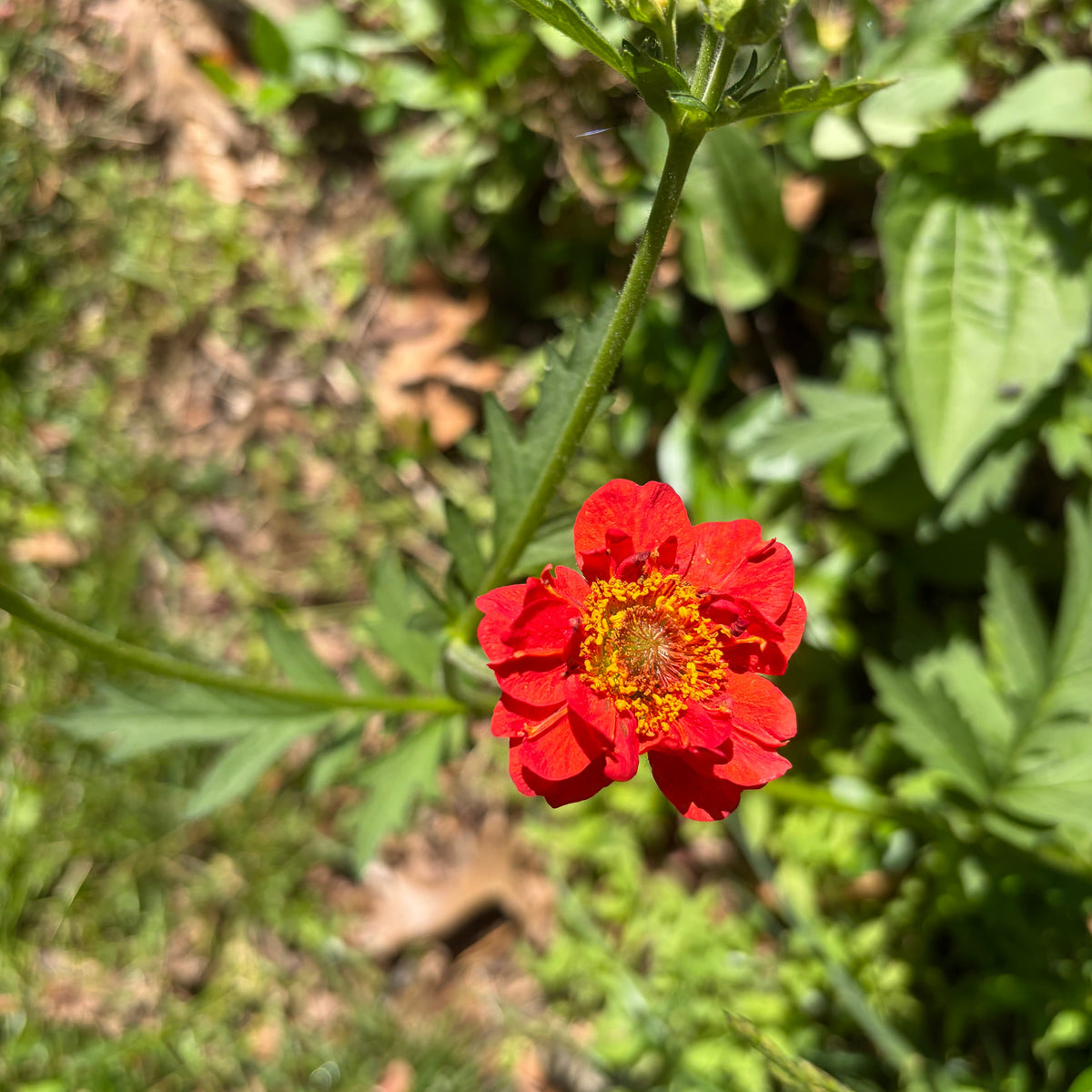 Geum 'Mrs. J. Bradshaw' (Feuerball) Live Plants – Semi-Double Red Blooms, Perennial, Zones 4–10
