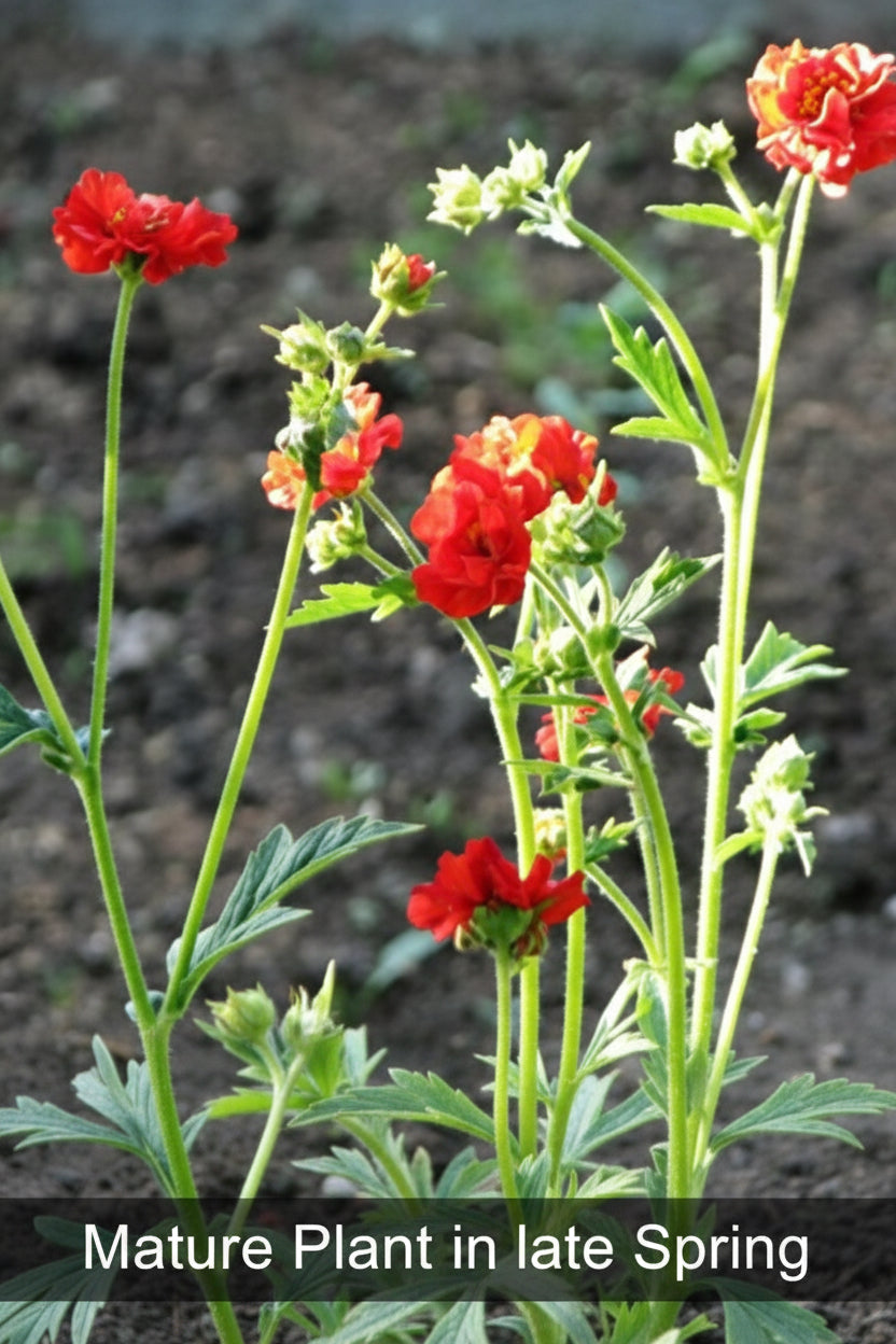 Geum 'Mrs. J. Bradshaw' (Feuerball) Live Plants – Semi-Double Red Blooms, Perennial, Zones 4–10