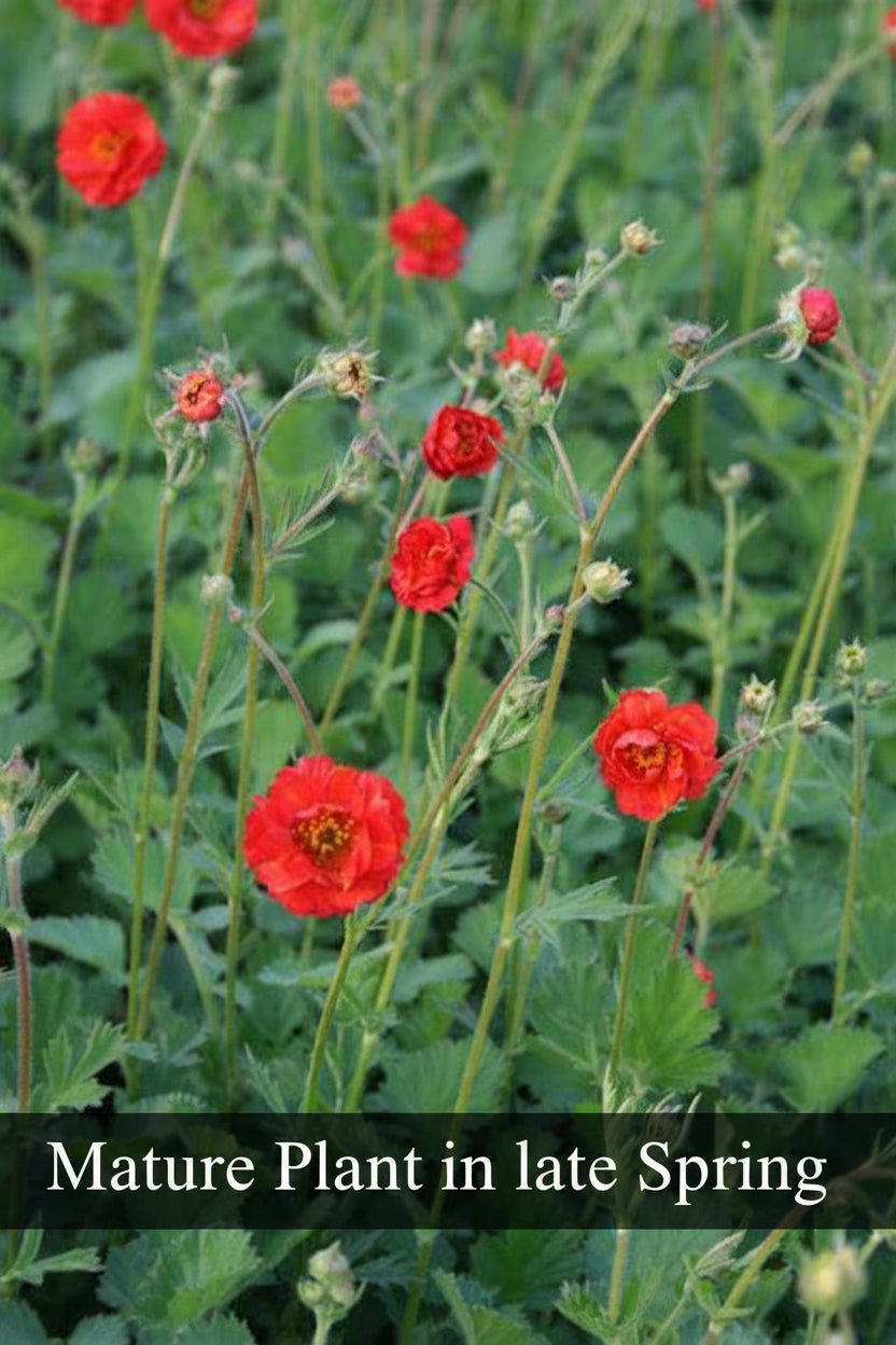 Geum 'Mrs. J. Bradshaw' (Feuerball) Live Plants – Semi-Double Red Blooms, Perennial, Zones 4–10