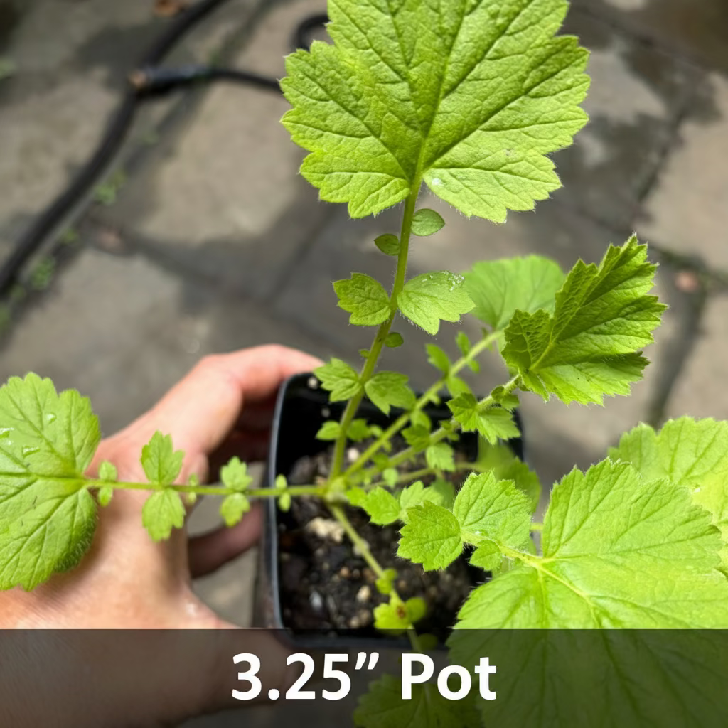 Geum 'Mrs. J. Bradshaw' (Feuerball) Live Plants – Semi-Double Red Blooms, Perennial, Zones 4–10