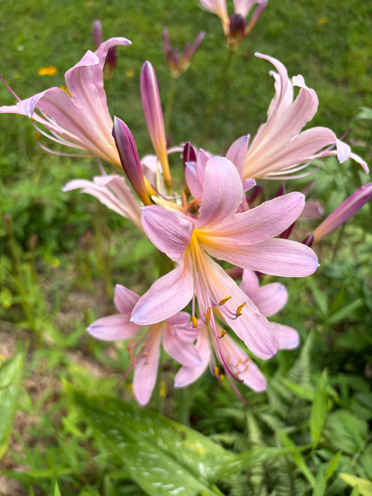 Naked Ladies Bulbs – Belladonna Lily & Resurrection Lily (3 Bulbs) — plant detail
