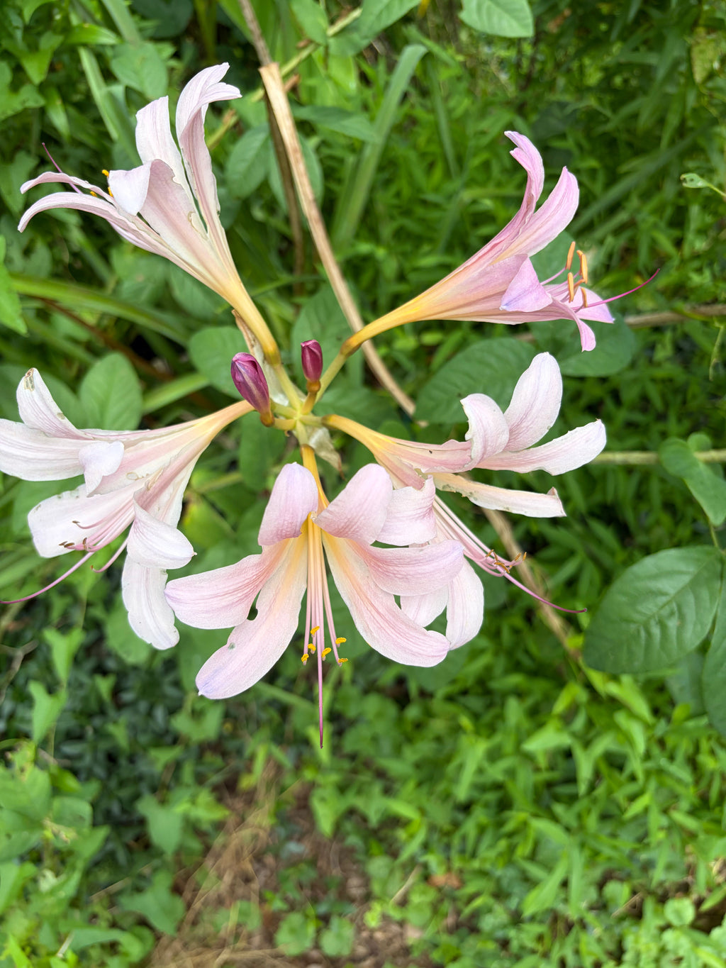 Naked Ladies Bulbs – Belladonna Lily & Resurrection Lily (3 Bulbs) — plant detail