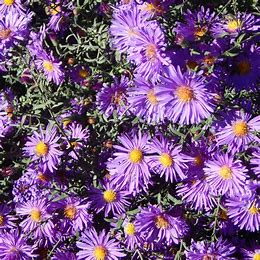 Steep Hill Garden New England Aster Seeds - Native Fall Bloomer, Pollinator-Friendly, 100 Count