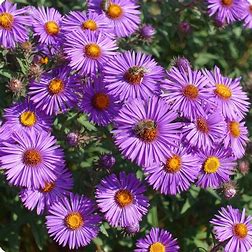 Steep Hill Garden New England Aster Seeds - Native Fall Bloomer, Pollinator-Friendly, 100 Count