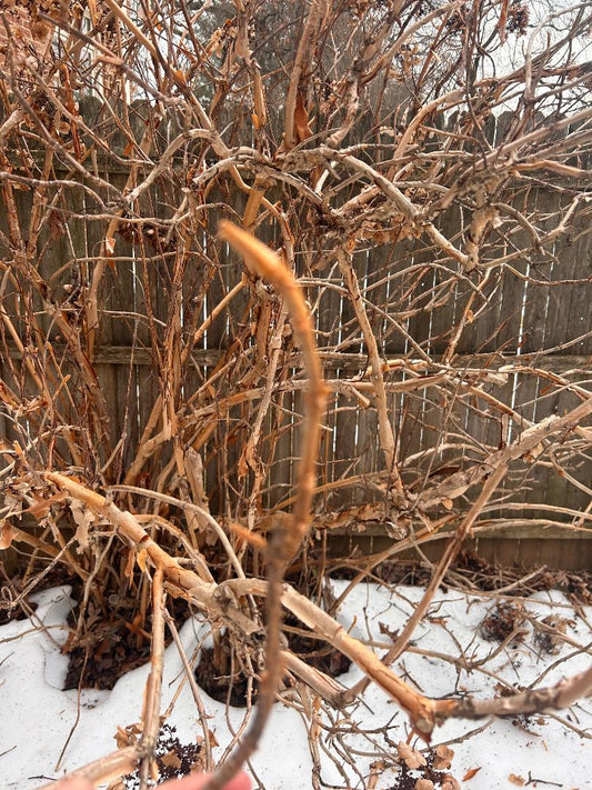 Oakleaf Hydrangea Cutting