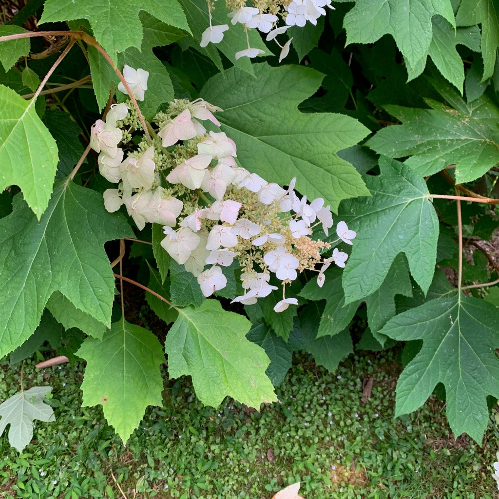 Oak Leaf Hydrangea Flower