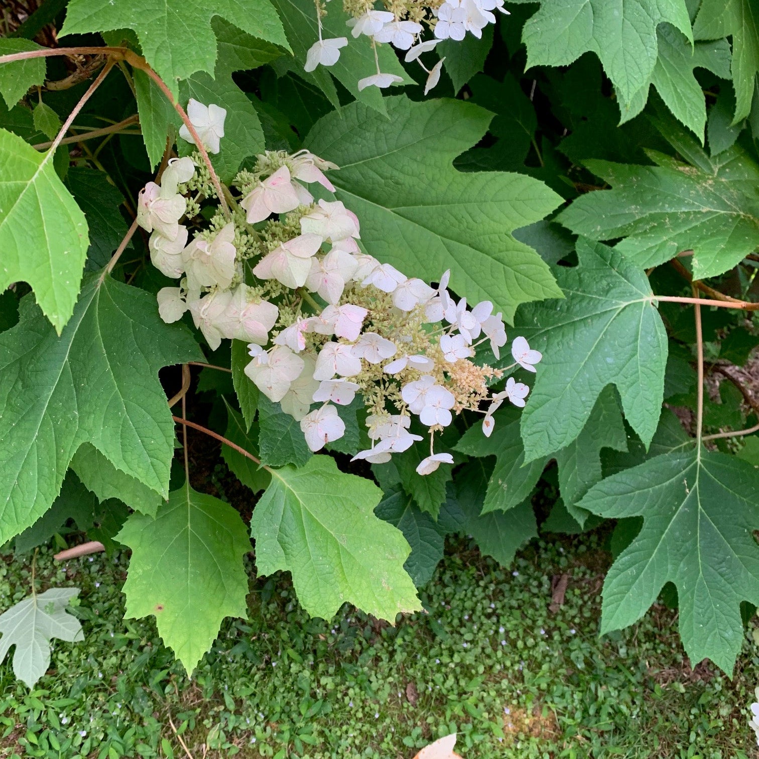Oak Leaf Hydrangea Flower