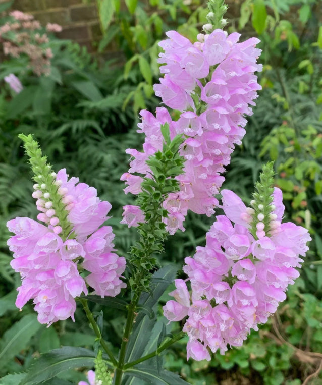 Obedient Plant Live Plants (Physostegia Virginiana)