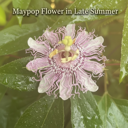 Maypop Passionflower/Passion Fruit Plants (2.5" Pots)