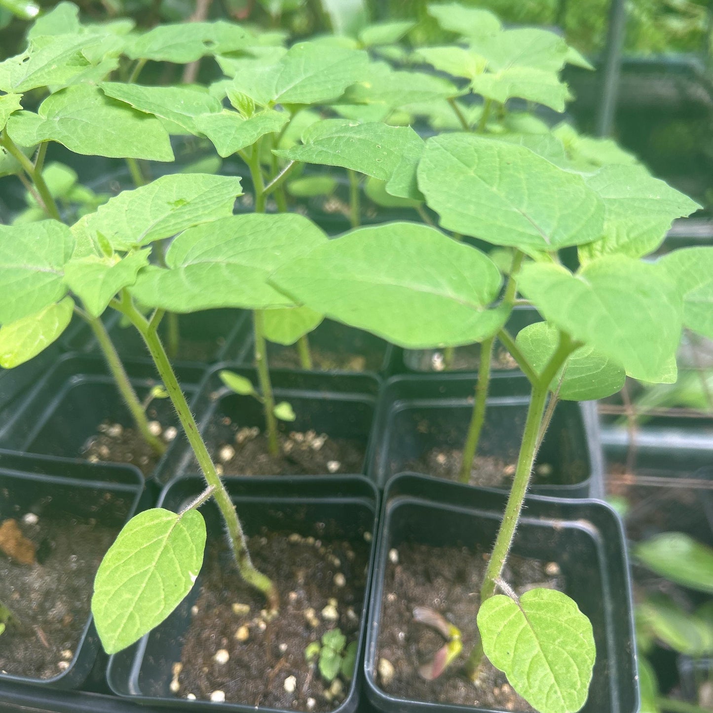 Pineapple Ground Cherry Seedlings