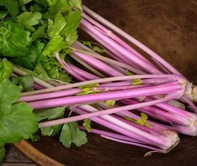 Chinese Pink Celery (Apium graveolens) Live Plants – Perennial Vegetable, Hardy to Zone 4