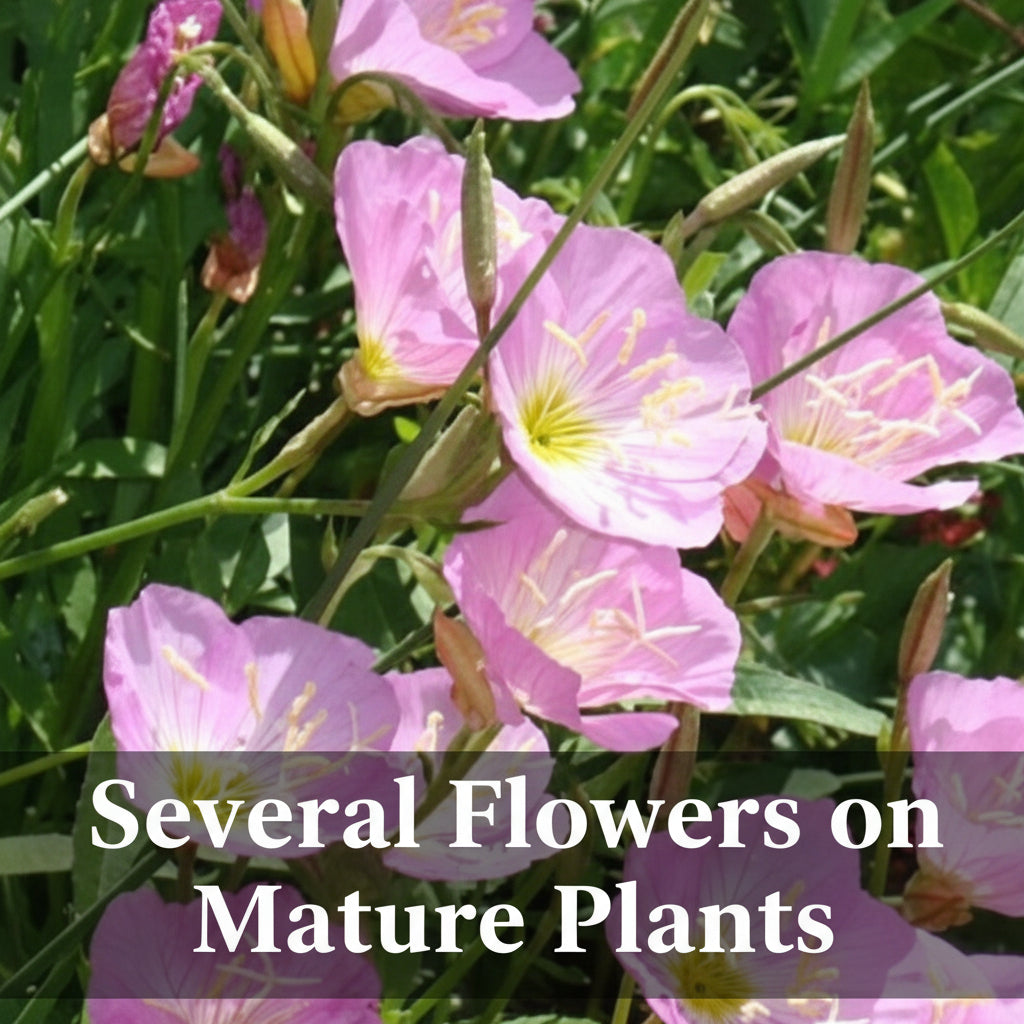 Showy Pink Evening Primrose Plant, Perennial Flower, Full-Part Sun