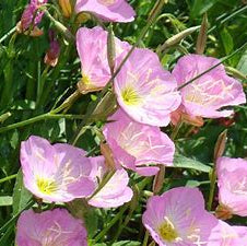 Showy Pink Evening Primrose Plant, Perennial Flower, Full-Part Sun