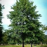 Pin Oak Tree