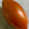 Tomato plant detail