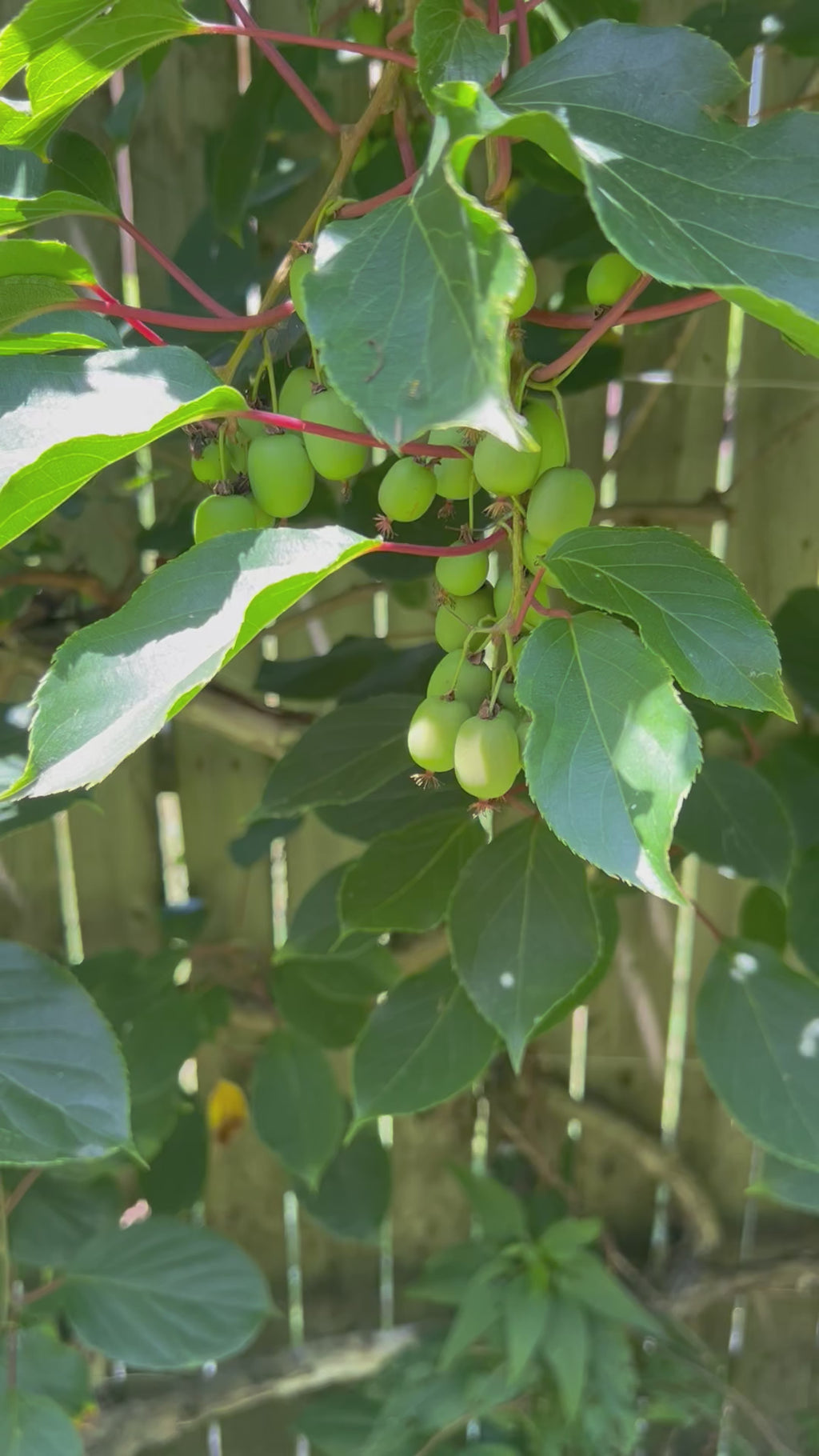 Hardy Kiwi Plants - Actinidia Arguta (Anna Female & Meader Male)