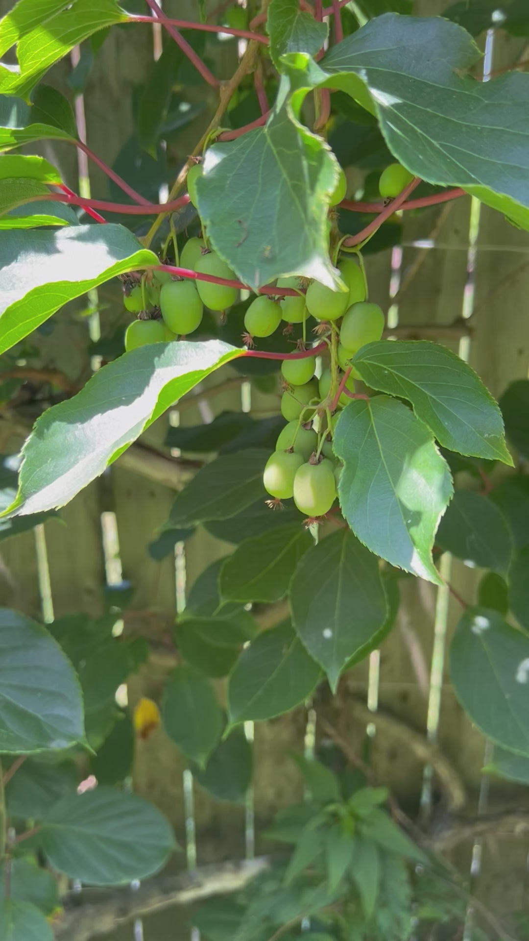 Hardy Kiwi Plants - Actinidia Arguta (Anna Female & Meader Male)