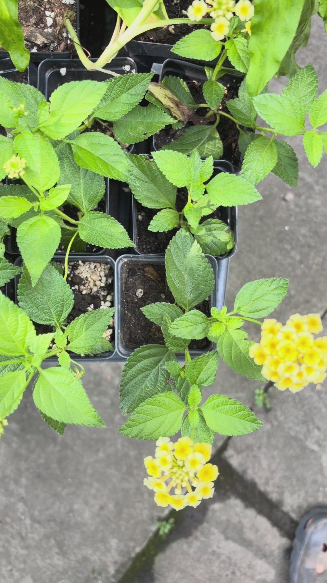Chapel Hill Yellow Hardy Lantana Live Plant – Hardy Perennial, Butterfly Magnet, Zones 7+