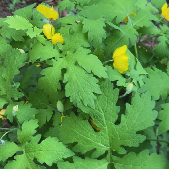 celadine