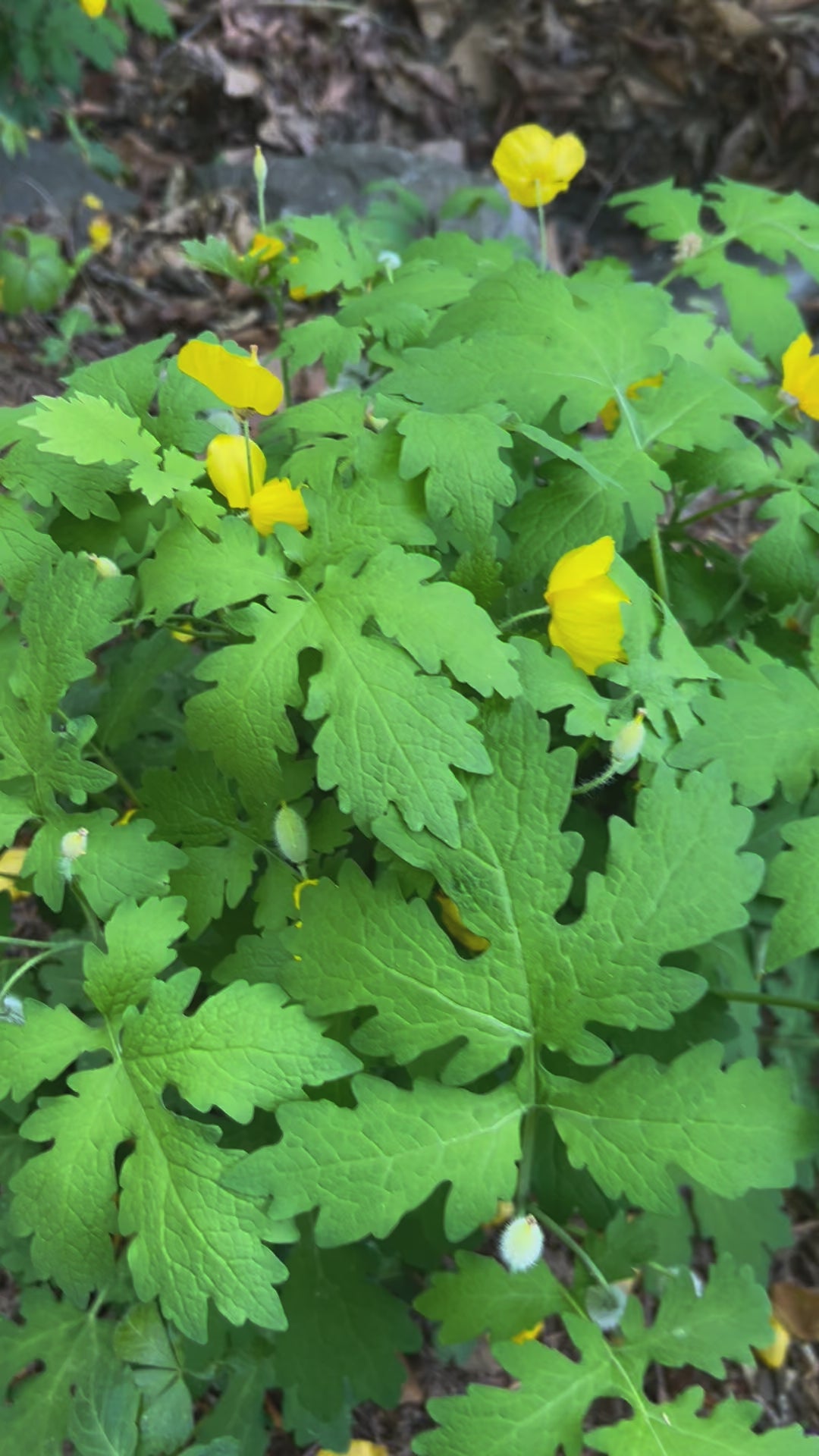 celadine